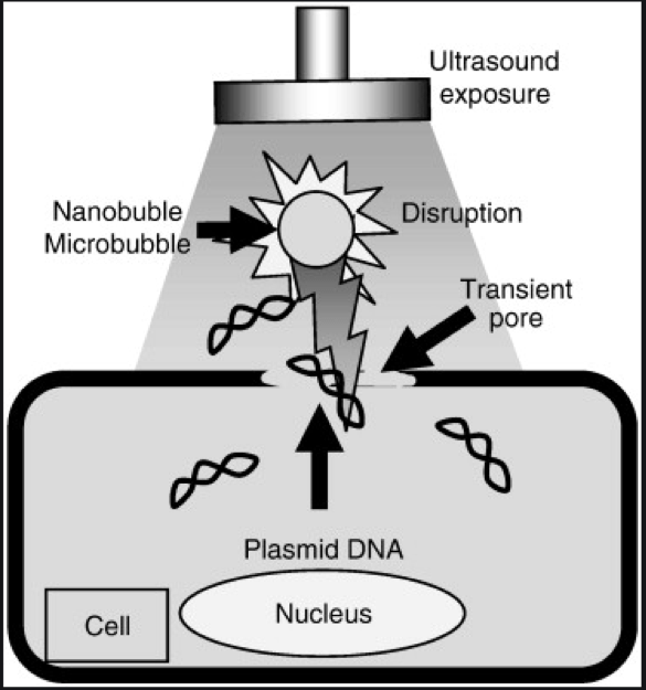 Ultrasound Method for Gene Transfer