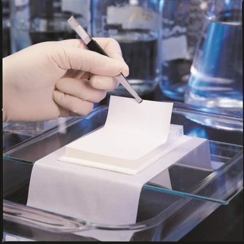 Southern Hybridization : A Bio-analytical Technique