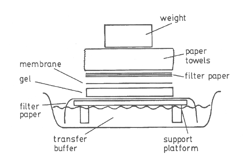 Southern Hybridization