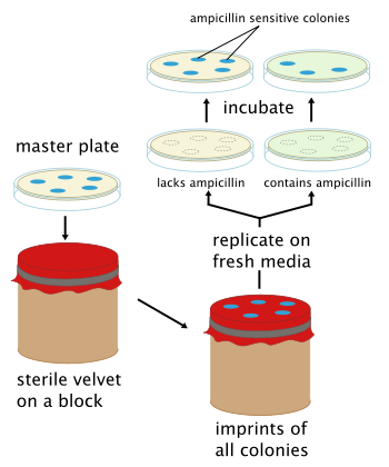 Replica Plating Method