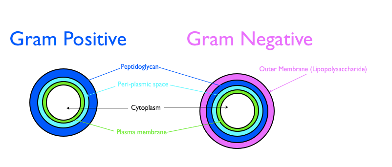 Composition of Bacterial Cell Wall: Overview