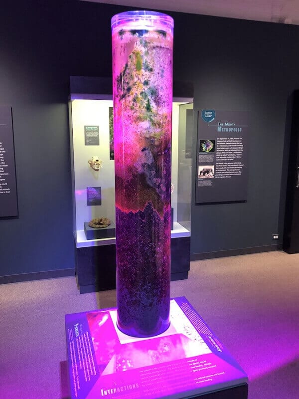 Winogradsky’s Column – Preparation, Observation & Results