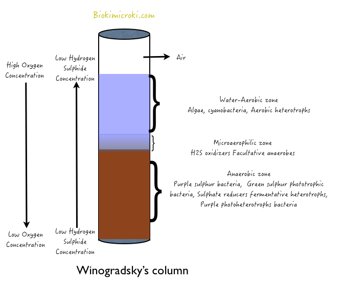 Winogradsky’s column ©Biokimicroki.com