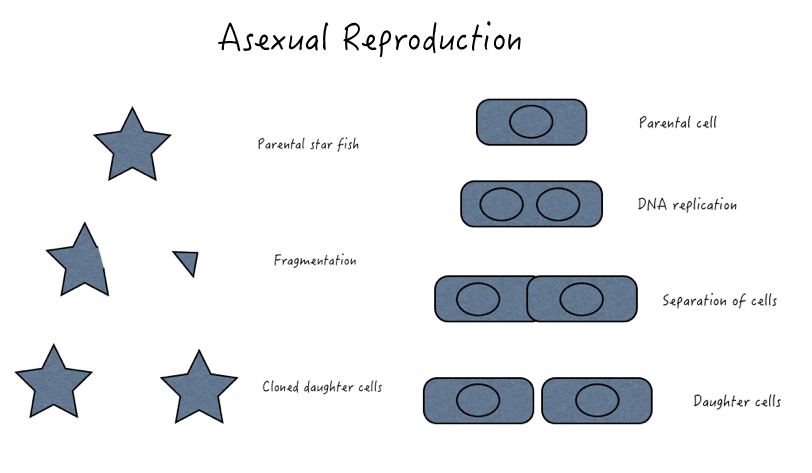 Different types of Asexual Reproduction