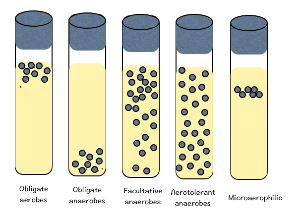 Cultivation of Anaerobic Bacteria –  Thioglycollate medium