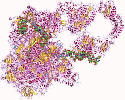 RNA Polymerase in Prokaryotes and Eukaryotes