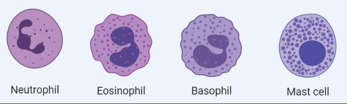Immune cells - Granulocytes