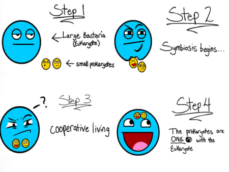 Endosymbiosis Theory