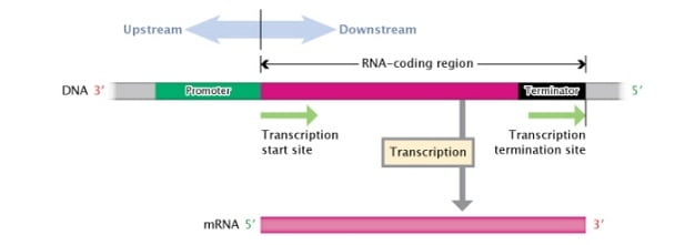 Inititation of Transcription
