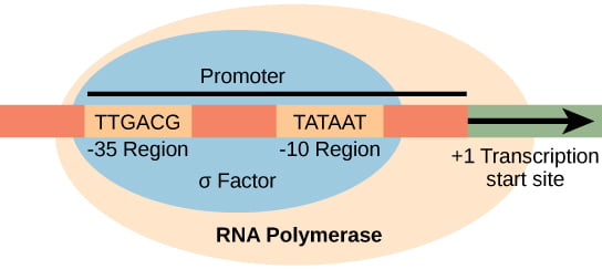Initiation of Transcription