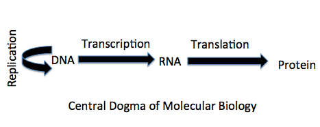 Central Dogma of Molecular Biology