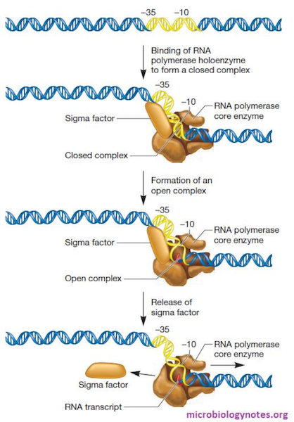 Transcription sigma factor