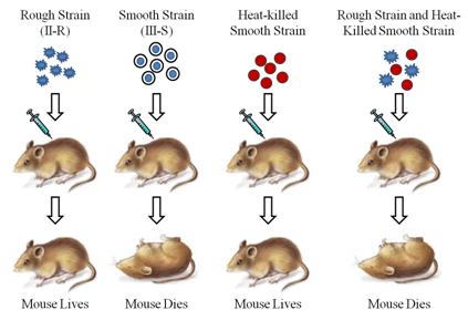 Discovery of DNA - Griffith Experiment