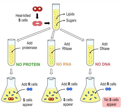 Mc Discovery of DNA - Avery_Mcleod Exerpiment
