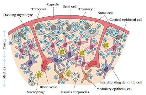 Lymphoid organ - Thymus