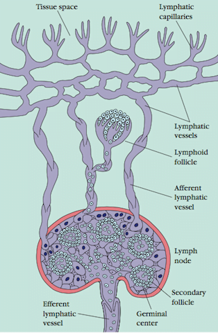 Lymphatic vessel - Lymphoid Organ