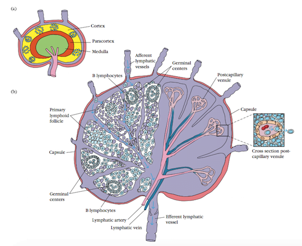 Lymphoid Organ - Lymph node