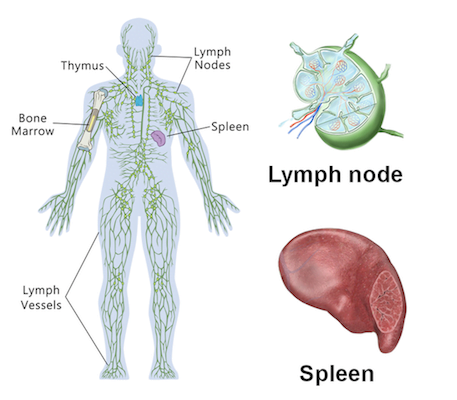 The Lymphoid Organs of Immune System
