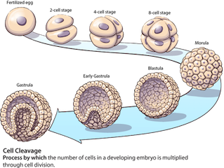 Blastulation and Gastrulation_Reproductive system