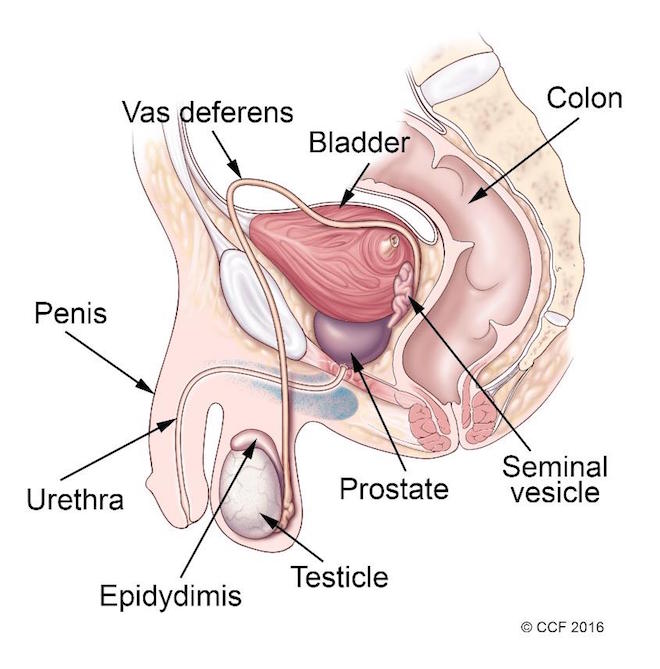 Male Reproductive system Reproduction