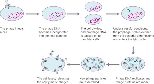 Lysogenic cycle of bacteriophage