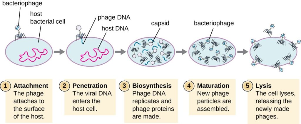 Lytic Cycle of Bacteriophage