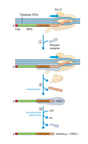 Polyadenylation