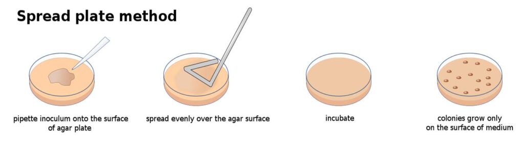 Spread plate Isolation of pure culture