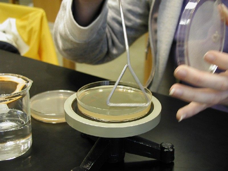 Isolation of Pure Culture