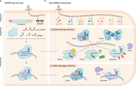Anti CRISPR mechanism