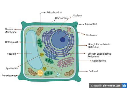 Plant Cell: Introduction, Structure, and Functions with Labeled Diagram