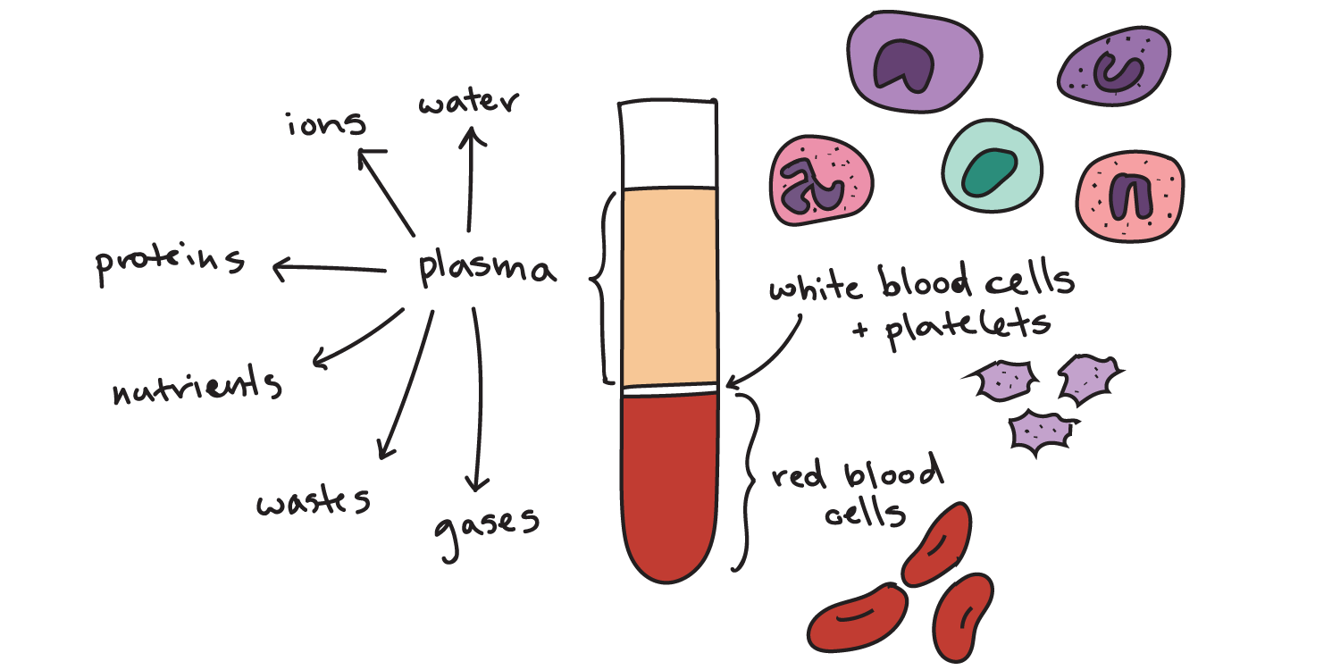 Composition of Blood