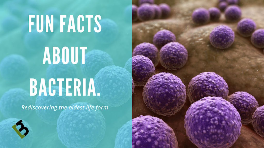 Fun Facts about Bacteria that you should know!