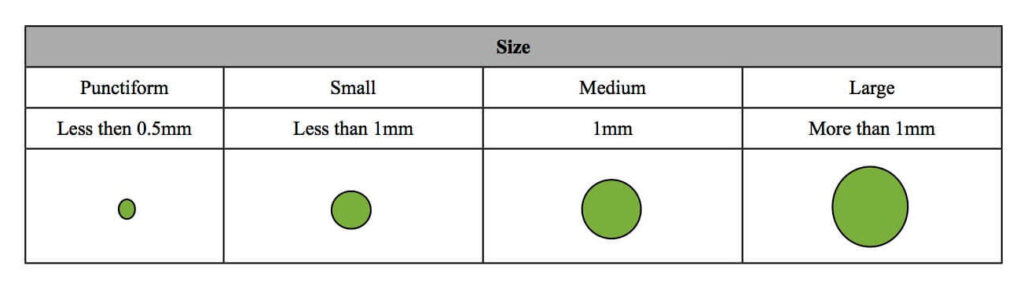 Bacterial Colony Morphology - Size