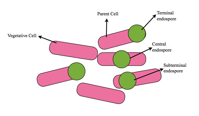 Endospore staining - Basic Staining Techniques
