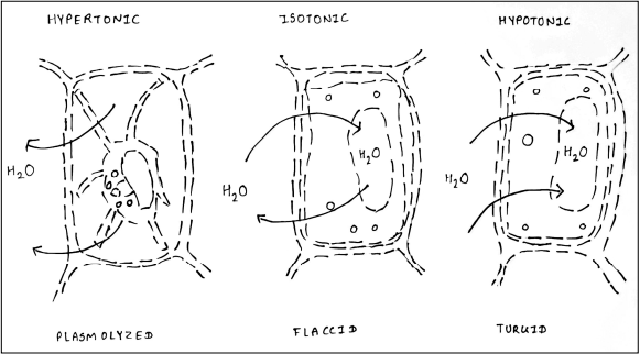 Study and Observation of Plasmolysis phenomenon